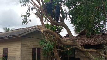 Cuaca Ekstrem, Puting Beliung Merusak 17 Rumah Warga di Desa Sepempang Natuna