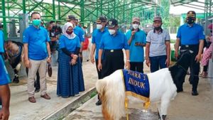 Kabar Kulon Progo: Kabupaten Gelar Kontes Kambing PE Dan Sapi PO