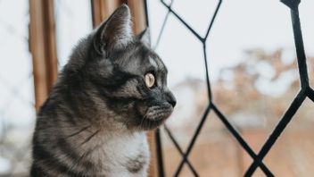Berapa Lama Kucing Bisa Ditinggal Sendirian di Rumah? Ini Penjelasannya
