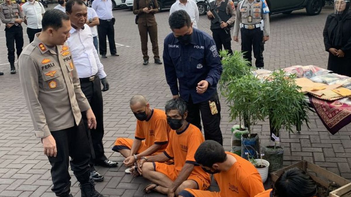 Tanam Ratusan Batang Ganja, Pria di Malang Ditangkap Polisi