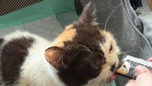 Batal Datang, Polisi Bakal Panggil Lagi Artis Sherina Munaf Soal Kucing Uya Kuya