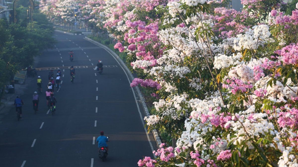 Cantiknya Tabebuya Bermekaran yang Bikin Jalan Protokol Surabaya Indah