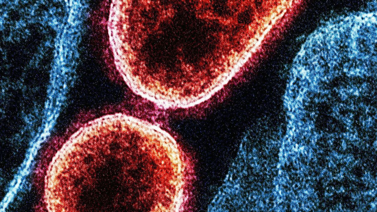 There is No Vaccine, IDAI Warns Nipah Virus Death Rate Reaches 75 Percent