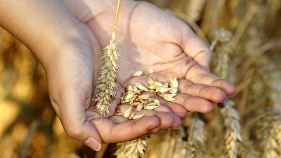 4 Aliments contenant du haricots de base, appropriés pour être consommés pendant le régime