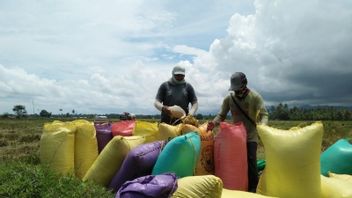 Les Prix Des Engrais Et Des Pesticides S’envolent, Parigi Moutong Sulteng Agriculteurs Forcés De Louer Des Terres 