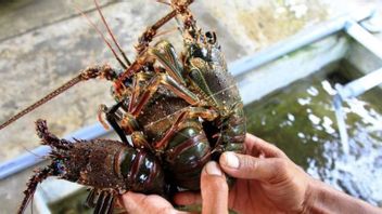 Les permis d’exportation de Lobster restent émis, KKP Gandeng Kejagung Kontrolle règles de gouvernance