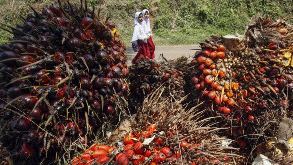 KPPU Proposes Restriction Of Cultivation Rights For Palm Oil Companies