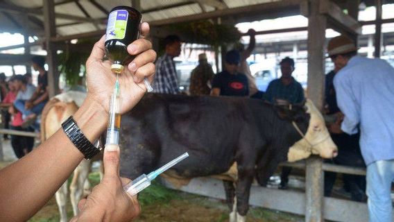 1,519 Livestock In Central Java And East Java Have Been Injected With PMK Vaccines