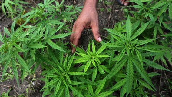 根据宪法法院的裁决，众议院第三委员会将邀请BNN和专家讨论放宽医用大麻的问题。