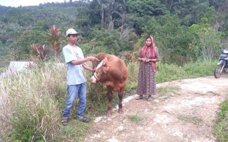 Sapi di Agam Luka di Kepala Diduga Diserang Harimau, BKSDA Sumbar Kerahkan Drone Telusur Kebenaran