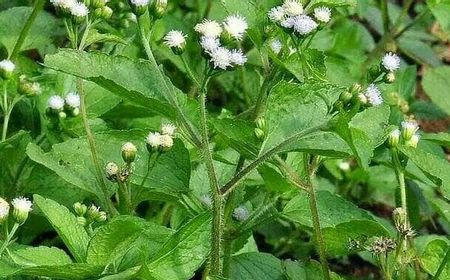 Cara Mengolah Daun Bandotan untuk Asam Lambung: Berikut Langkah-langkahnya