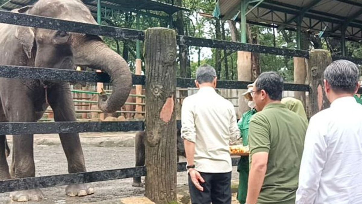 'Unggul' dan 'Tazoo', Nama dari Heru Budi untuk Gajah dan Jerapah di Taman Margasatwa Ragunan
