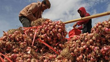 冷冻洋葱价格为每公斤80,000印尼盾,IKAPPI要求政府加快爪哇以外地区的分销