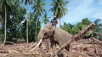 大象清理洪水碎片，民政部确保过程安全，优先考虑动物福利