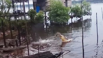 Craignant, Crocodiles Approchent Maisons Des Gens Dans La Rivière Kotim Kalteng