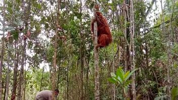 タプセルコミュニティは、絶滅からタパヌリオランウータンを守るための保護フォーラムを形成します