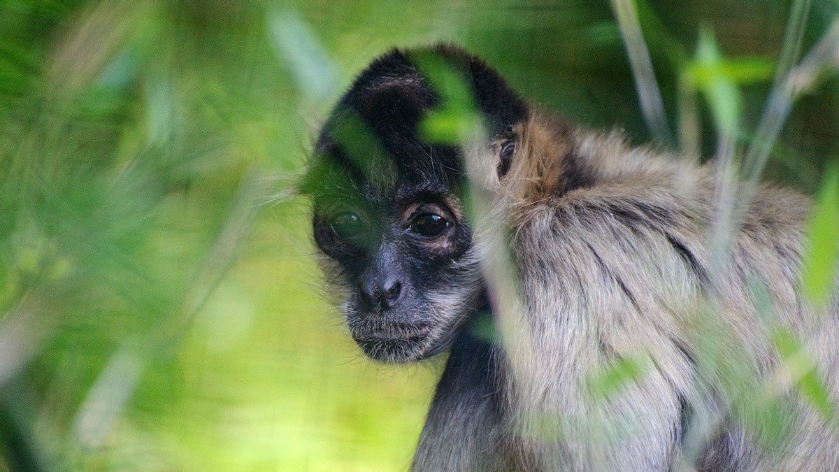 Thought To Be A Female For Two Years, This Monkey In Japan Turns Out To Be Male