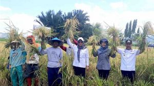 Ministry Of Agriculture: Padi Production Quarter III Reaches 43.28 Million Tons Of GKG