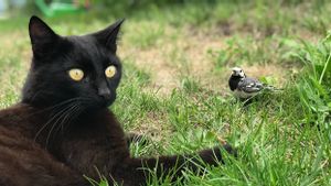 Lindungi Burung Langka, Kota di Jerman Larang Kucing Peliharaan Keluar Rumah Selama Musim Kawin: Denda Rp700 Juta Menanti Pelanggar