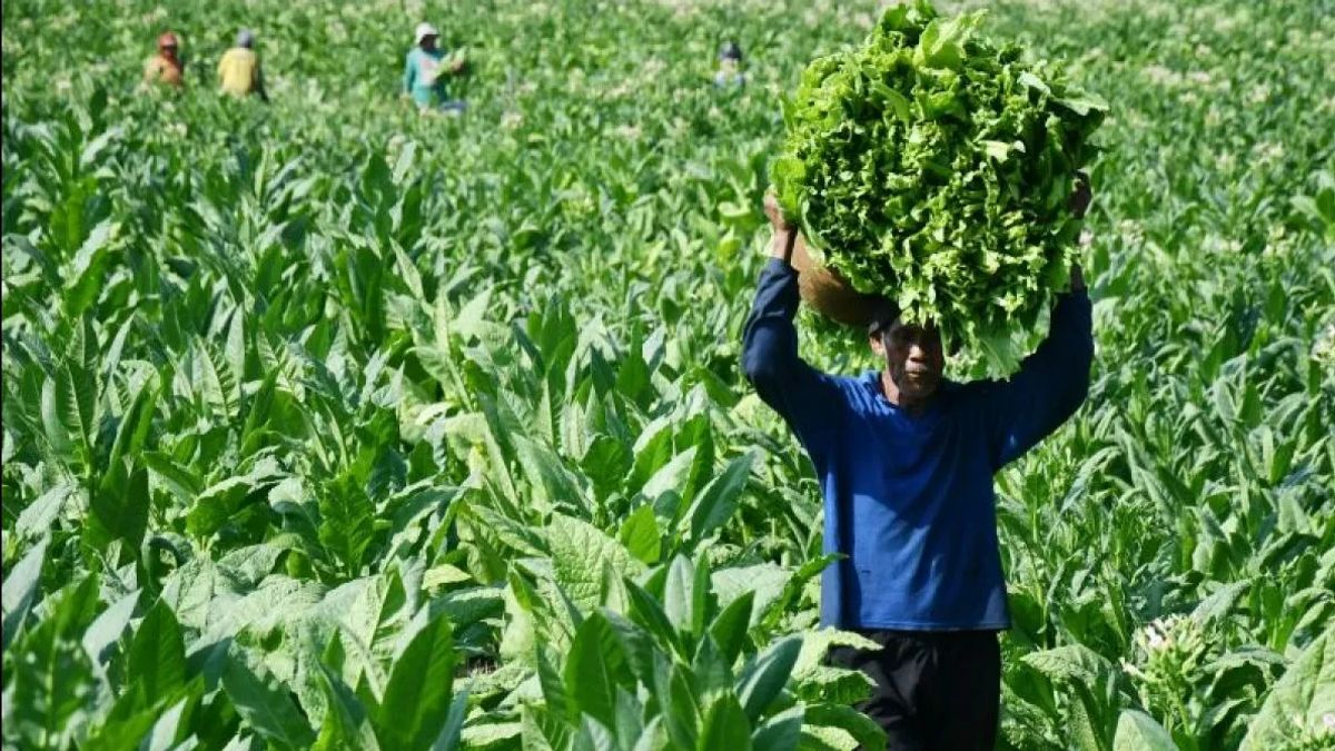 Pemerintah Diminta Lindungi Petani Tembakau dan Tolak Regulasi Intervensi Asing 