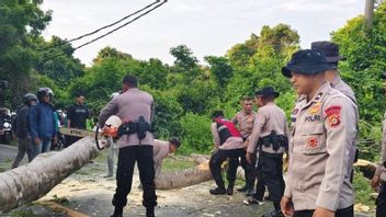 High School Student In Jembrana Killed By Falling Tree