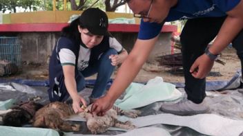 Pulau Kucing di Jakarta? DPRD DKI Beda Pendapat Soal Wacana Unik Ini