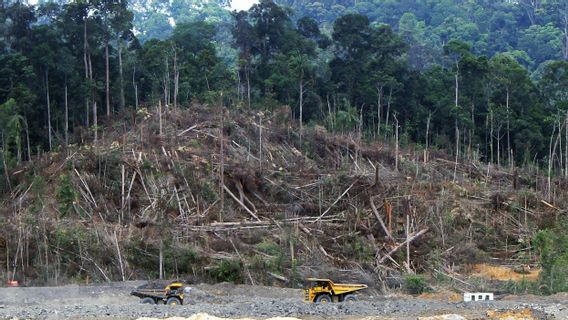 Sepakat Akhiri Deforestasi pada Tahun 2030, Pemimpin Global Siapkan Anggaran Rp270 Triliun