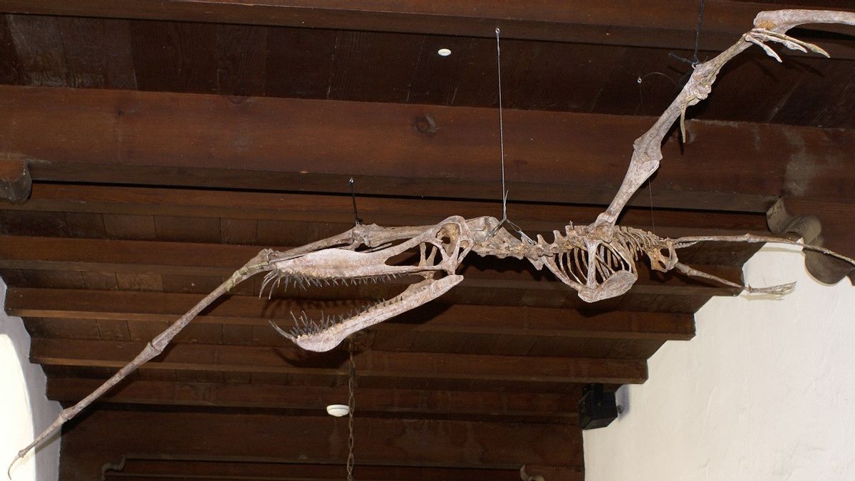 Australiens découvrent une nouvelle espèce de pterosaurus