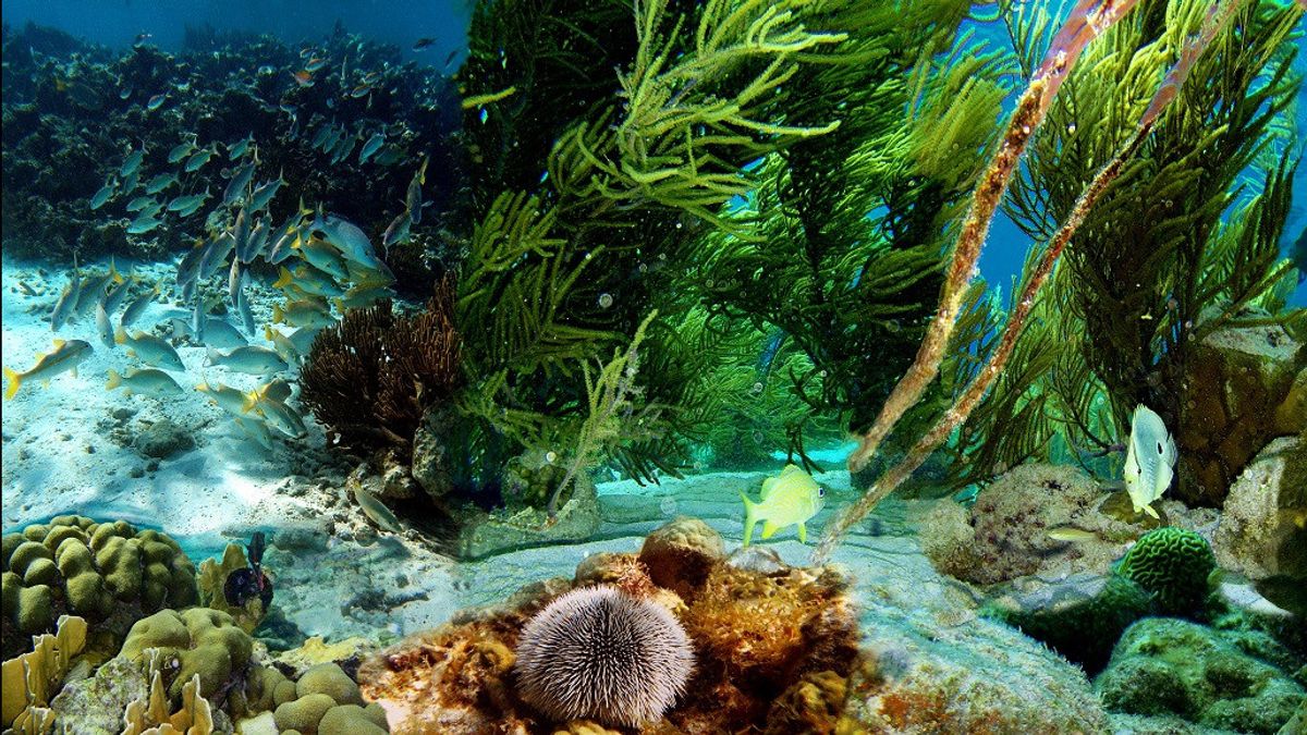 Ilmuwan Dunia Luncuran Misi Pencarian 100 Ribu Spesies Bawah Laut Baru