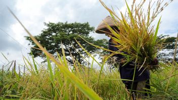 Ganjar Pranowo Will Disseminate Rojoele Rice Seeds Srinuk To All Central Java