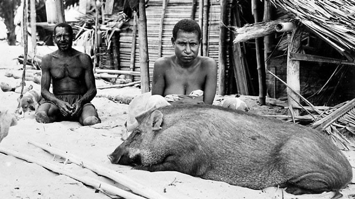 Kesakralan Pesta Babi di Ujung Timur Indonesia