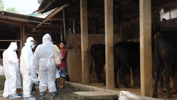 Waspada Penyakit Mulut dan Kuku pada Ternak, Pemkab Garut Bentuk Satgas