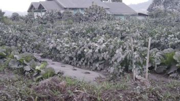 Cendres Volcaniques Du Mont Sinabung Pluies 8 Villages à Karo Sumut, C’est L’apparence
