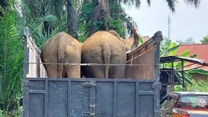 BKSDA Sumsel Bawa Tiga Gajah Betina ke Jambi untuk Pengembangan Konservasi