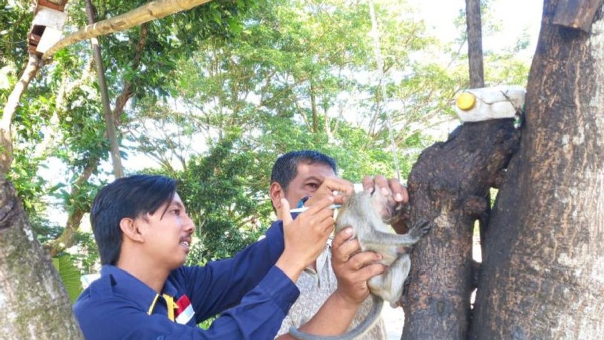 53名Mukomuko Bengkulu居民被狂犬病感染动物咬伤