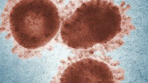 Ghana Nyatakan Bebas Virus Marburg yang Ditularkan Kelelawar Mirip Ebola
