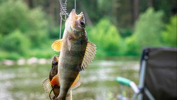 釣りでニラの餌を選ぶためのヒント