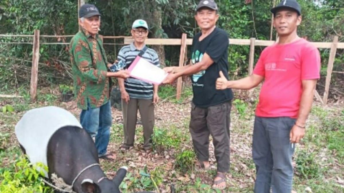 Petugas BBKSDA Riau Obati Tapir yang Terluka dan Berkeliaran di Kebun Warga, Kuansing, Riau