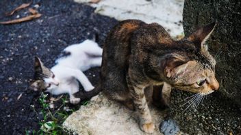 7 Plants To Expel Illegal Cats, Let's Plant On Home Pages