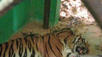 Tigers Prey On Cows, Bengkulu BKSDA Asks Residents To Be Careful When Gardening