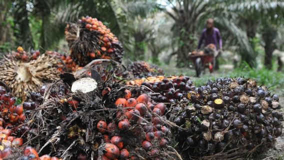 Impact Of Abolition Of CPO Export Tariffs, Palm Oil Fund Management Agency Loses IDR 16.8 Trillion In Revenue