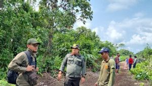 Tewaskan Warga, Seekor Harimau Sumatera Terpantau Kamera Jebak di Siak