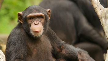 チンパンジーとの「浮気」、この女性はベルギーの動物園によって禁止されています