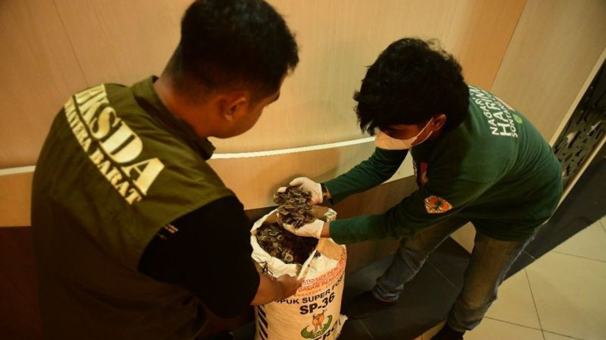 BKSDA Arrests 3 Perpetrators Of Trade 25 Kg Pangolin Scales In Padang