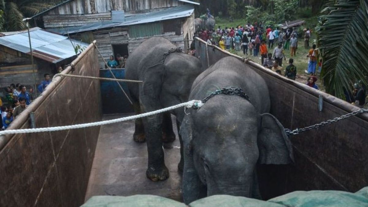 2 Sumatran Elephants Moved To Jambi