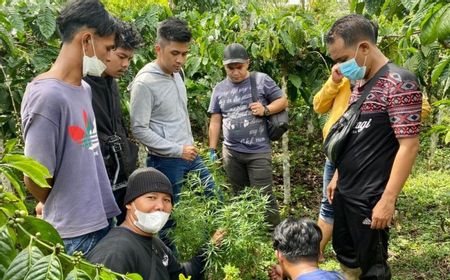 Polisi Temukan Tanaman Ganja di Lembah Masurai Merangin Jambi