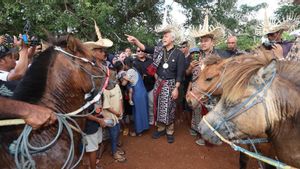 Ganjar Kagum Saksikan Tradisi Hus "Tarian Berkuda" Massal di Pulau Rote