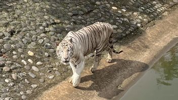 Usai Viral dan Disangka Miliknya, Pramono Temui Sri Deli dan Luruskan Fakta