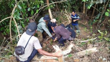 Ours Solaire Dans Riau Empêtré Dans Une Corde En Nylon Libérée