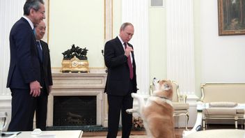Akita Dog Owned by President Putin of Japan Dies of Old Age